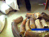 Петербургские приставы арестовали около трех тонн бивней мамонта, которые фигурировали в уголовном деле о контрабанде палеонтологических материалов за границу