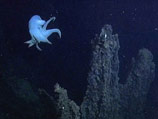            Grimpoteuthis bathynectes,      