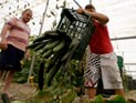 Смертельный штамм E.coli - Испания требует от Германии выплат за компрометацию своих овощей Смертельный штамм E.coli - Испания требует от Германии выплат за компрометацию своих овощей