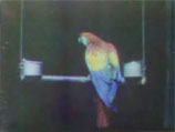             ,     35- 