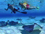  - (Stingray City,   . - "  ")  ,       .      -        