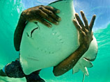 - (Stingray City,   . - "  ")  ,       .      -        
