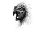 Pegomastax africanus