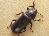 Самец мучного жука (Tenebrio molitor) способен подсчитать других самцов, с которыми соперничает за самку