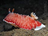   "  ",    Chromodoris reticulata,         