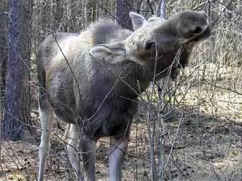 .    www.rus-oxota.ru
