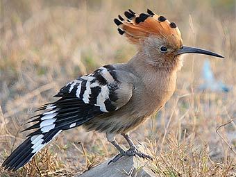  .    birding.in