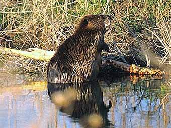    wildernessclassroom.com