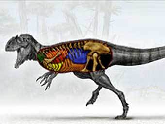     Aerosteon riocoloradensis.   