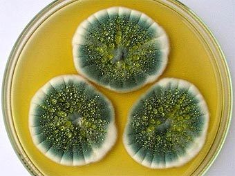    Penicillium chrysogenum   .    sci.muni.cz
