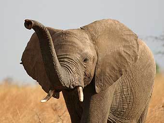     ,   .    iucn.org