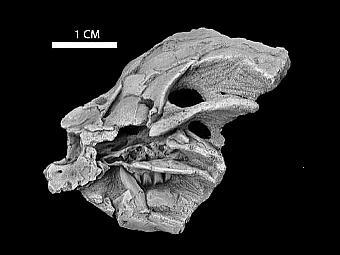    Heterodontosaurus.   