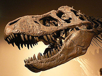   Tyrannosaurus rex,   .   David.Monniaux   wikipedia.org