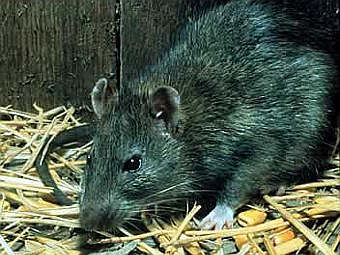   Rattus rattus.    fs.fed.us
