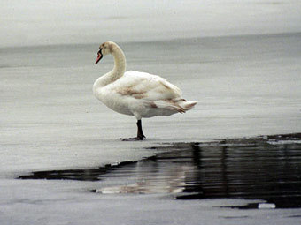  Ian Britton, freefoto.com   