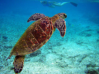    Chelonia mydas.    Mila Zinkova   wikipedia.org