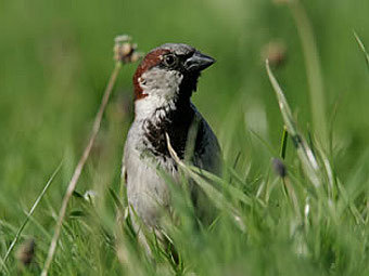 .    rspb.org.uk