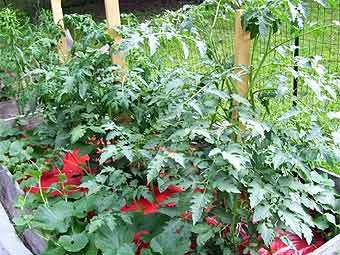 .    gardenweb.com