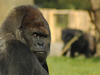  .    zsl.org