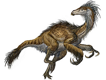   Beipiaosaurus inexpectus.   