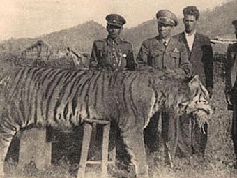  .    tigers.ca