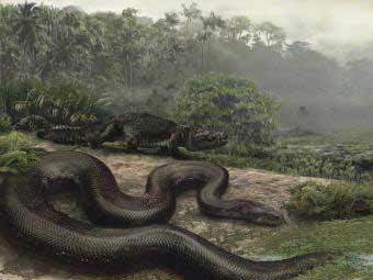 Titanoboa cerrejonensis.    www.scientificblogging.com