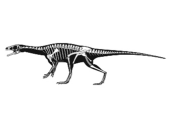   Panphagia protos.   