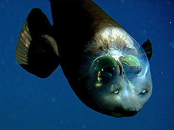   Macropinna microstoma.       