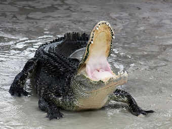   Alligator mississippiensis.   Ianare   wikipedia.org