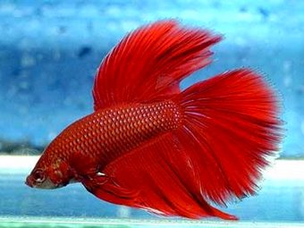 -.    www.bettafish.name