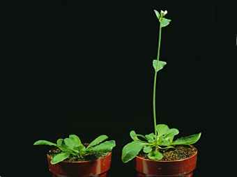 Arabidopsis thaliana.    kenyon.edu