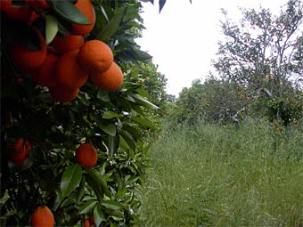 .    real-estate-alentejo.com