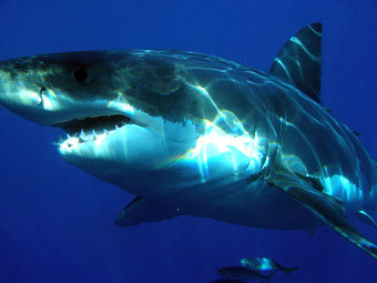  .    sharkdiver.com 
