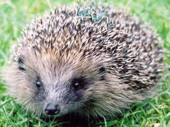  jerseyhedgehogs.org.je