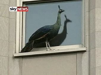   Sky News