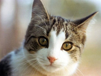  catfacts.org