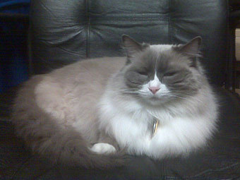  III.    catchannel.com