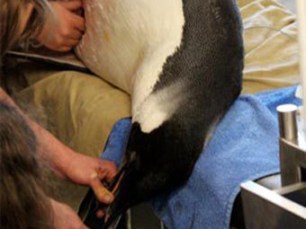  .    wellingtonzoo.com