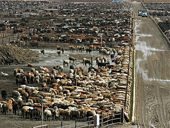  Harris Farms.  ©AP
