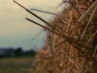    photogorky.ru