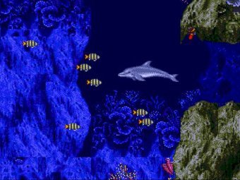  Ecco the Dolphin