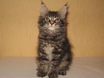  -.    olx.ru