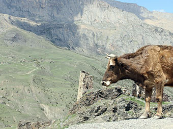    kavkaz-uzel.ru