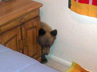     . ,     Fox