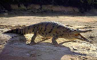      The Reptiles of Australia